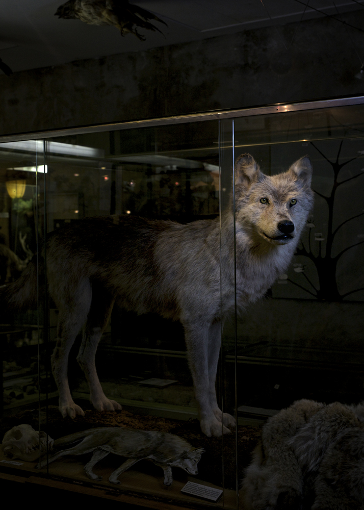 Paula Markert – Der Wolf kehrt zurück / Stern / 2018 woelfe_stern_13.jpg