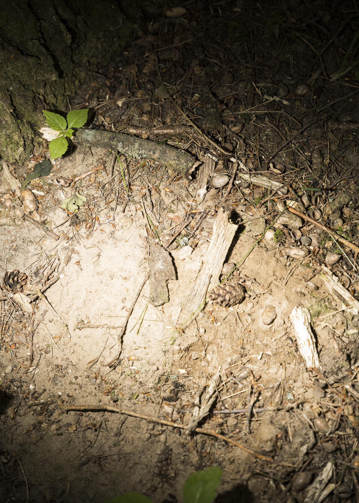 Paula Markert – Hunting expert Gerd G. von Harling / Cicero / 2021 jagd_11.jpg